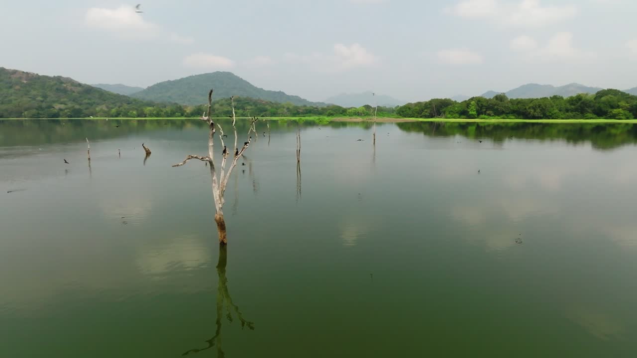 Sri Lanka slow aerial across a still lake with a single bare tree rising from the water as a perch, green shoreline and rounded hills beyond
