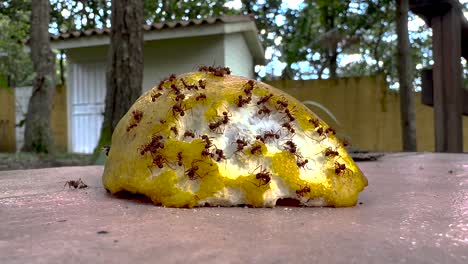 macro disparo de hormigas rojas comiendo una cáscara de naranja ayudando a descomponerlo