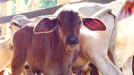 Schönes-Braunes-Kalb,-Das-Auf-Die-Kamera-Im-Hof-Starrt