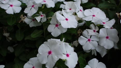 ornamental and medicinal white periwinkle flowers with pink center, close up pan