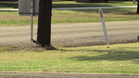 Chorlito-Avefría-Enmascarado-Y-Pollito-Sobre-El-Césped-Por-Carretera