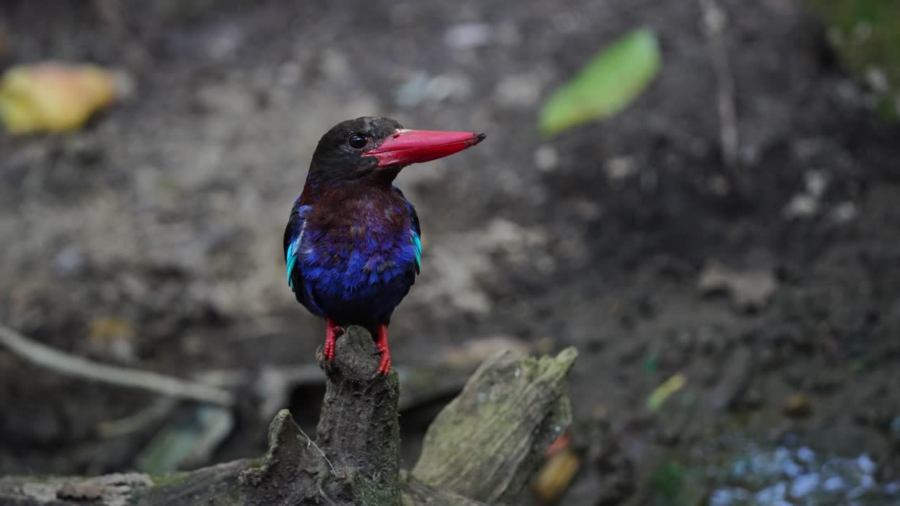 un pájaro pescador de java está de pie en la madera seca y luego baja a cazar su alimento