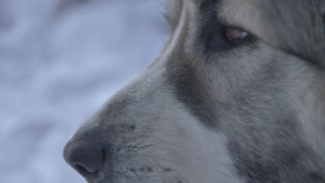 the dog looks at the sides of a close-up