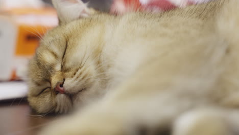 calming sight of seeing a tabby cat napping at home safely