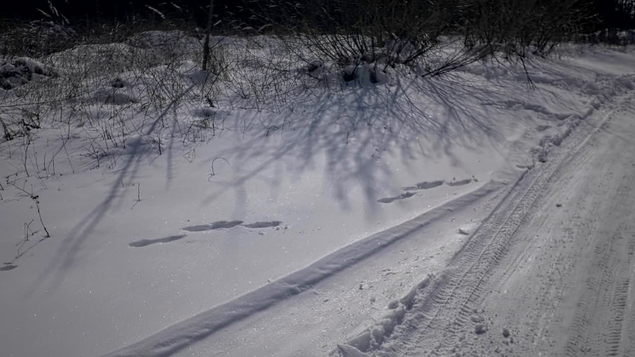 카메라는 천천히 앞으로 움직입니다. 눈 아래의 숲에서 풀과 줄기.