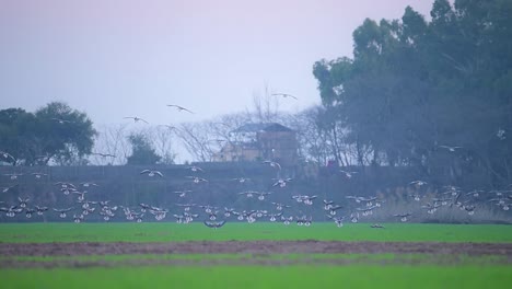 flock of greylag goose landing in wheat field