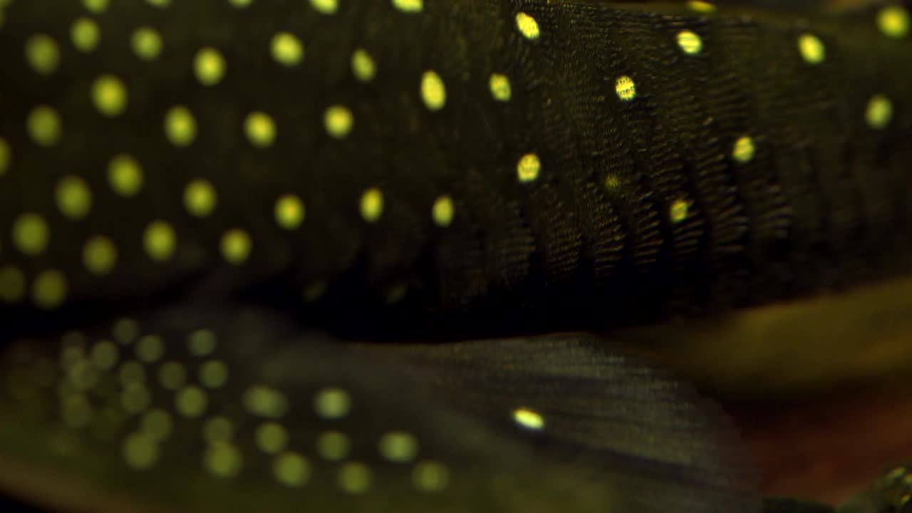 검은색과 노란색 점박이 메기 팬텀 플레코가 바닥에 앉아 위쪽 등지느러미에서 아래쪽 지느러미까지 패닝하는 측면의 극단적인 클로즈업