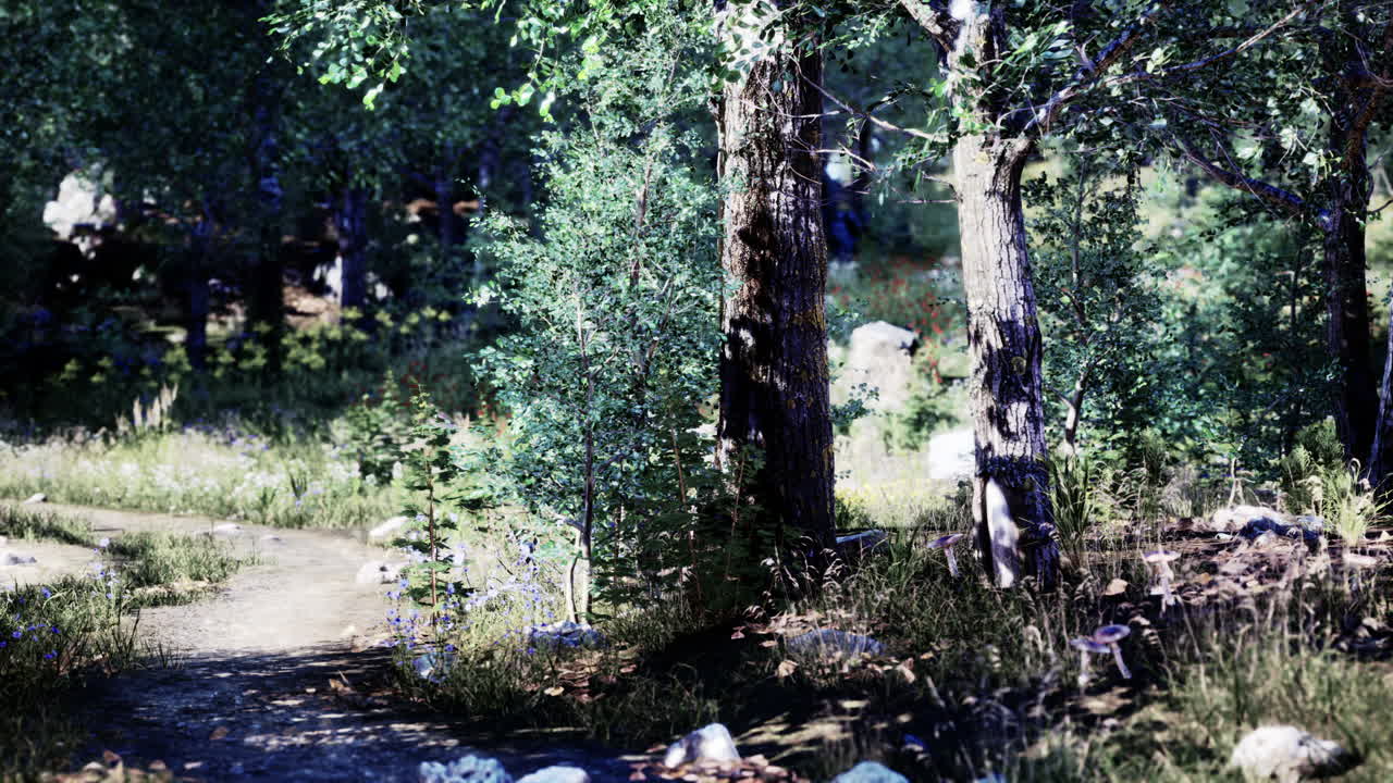 빛이 비치는 숲길