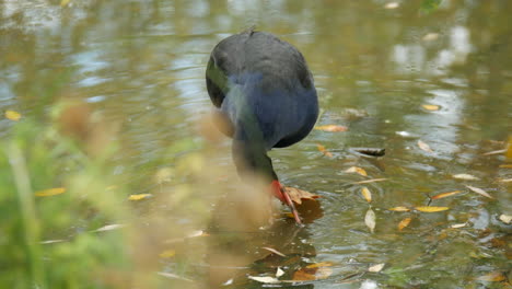 calamón buscando ramitas y hojas en un lago durante el otoño o el otoño