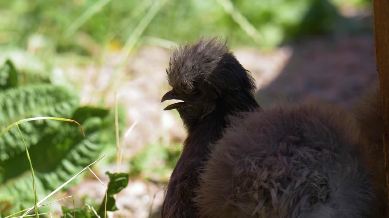 pollo silkie bantams rodeado de vegetación verde y exuberante
