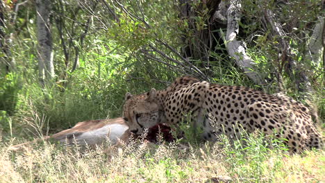 Ein-Weiblicher-Gepard,-Der-Sich-Von-Einer-Antilope-Ernährt,-Schaut-Sich-Misstrauisch-Nach-Anderen-Um,-Die-Vielleicht-Eine-Mahlzeit-Stehlen-Wollen