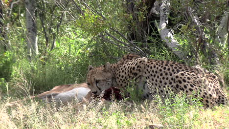 una hembra de guepardo que se alimenta de un antílope mira a su alrededor con sospecha en busca de otros que puedan querer robar una comida