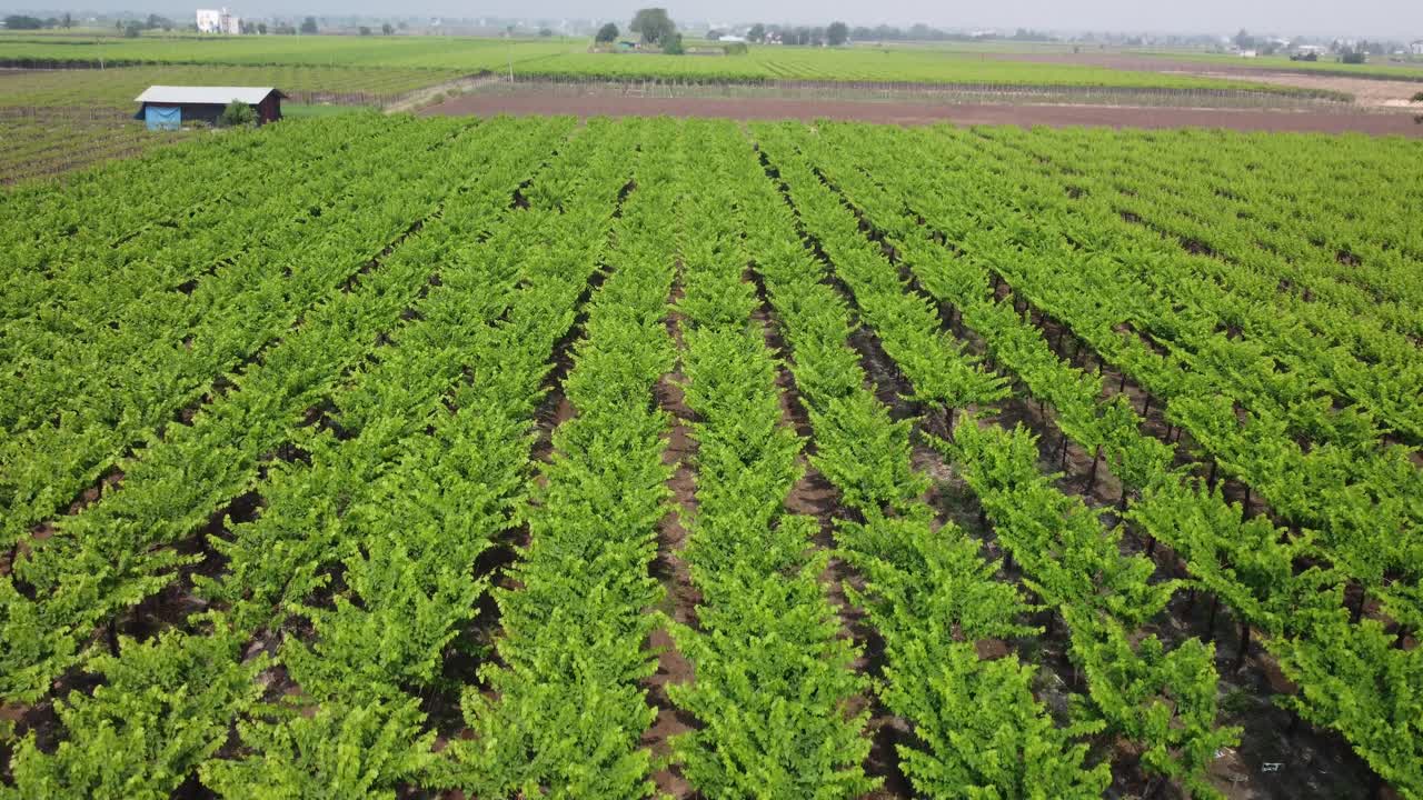 la toma épica del dron revela el paisaje verde del viñedo de la uva, maharashtra, india