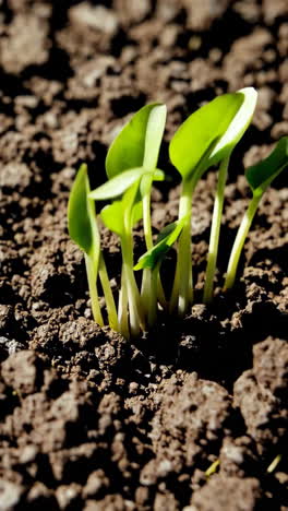 small plants growing in soil
