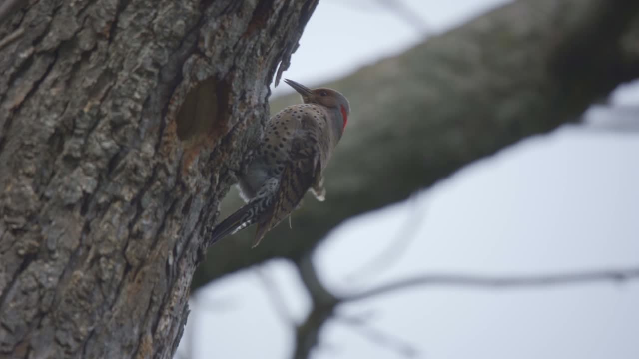 primer plano de un parpadeo del norte posado en un árbol forestal, hermosa especie de pájaro carpintero