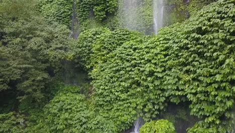 green forest, tropical in mountain jungle