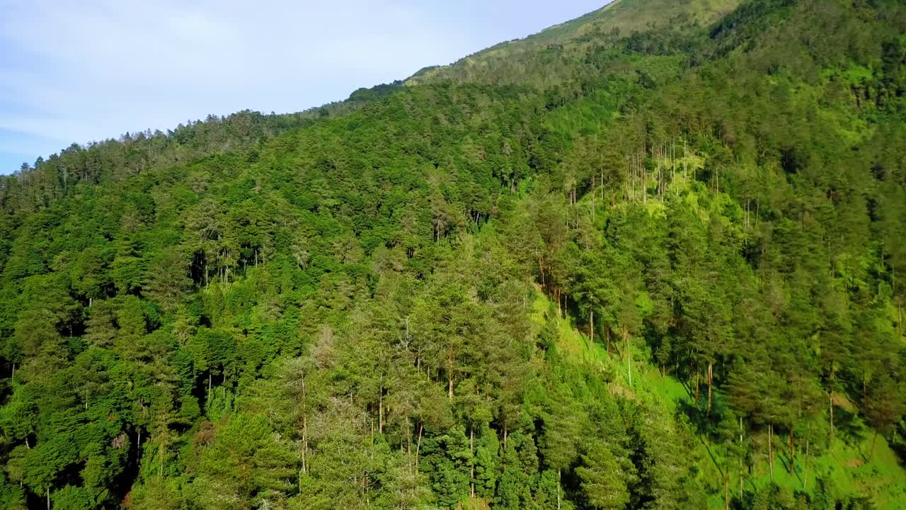 vuelo aéreo sobre árboles verdes que crecen en la montaña a la luz del sol en asia
