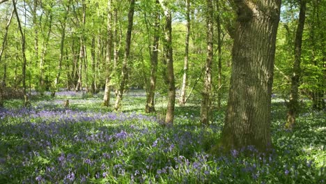 bluebells sweep across the woodland floor, cornwall, england, uk