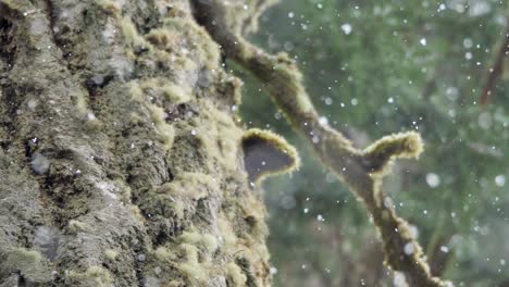 slow motion shot of fluffy snow falling with big mossy trees in the background