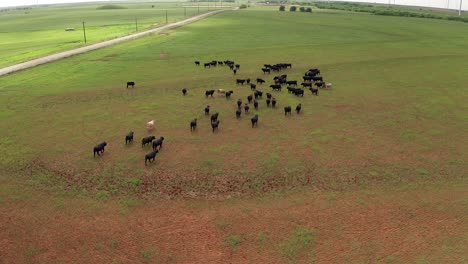 aerial view of cattle herd