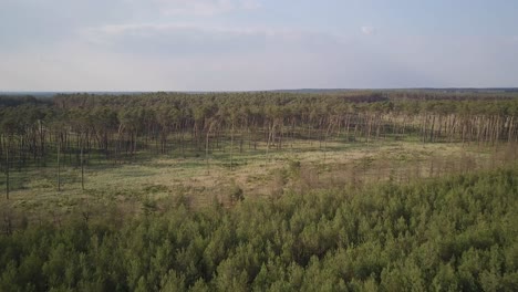 Drone-shot-of-pine-tree-forest