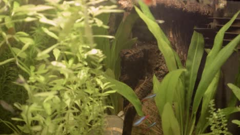 peces en acuario