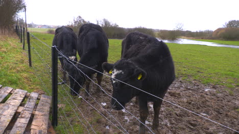 black cows standing on green meadow in rain looking at camera
