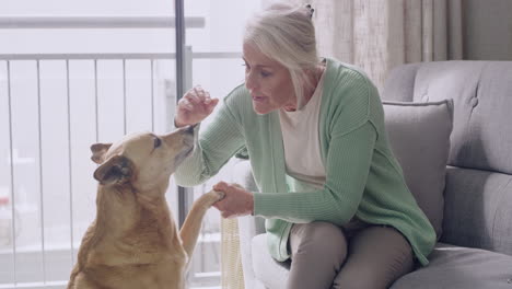 dog giving paw to owner for a handshake at home