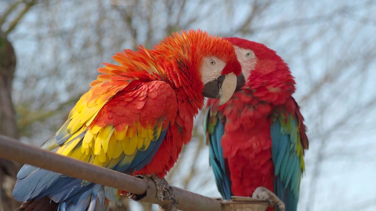 Two Vibrant Scarlet Macaws Perched on a Metal Bar