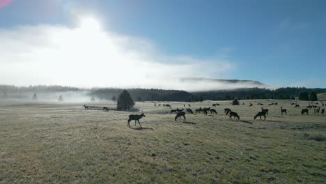 Orbitaufnahme-Einer-Hirschherde,-Die-Auf-Einer-Weiten-Grünen-Wiese-Unter-Blauem-Himmel-Weidet