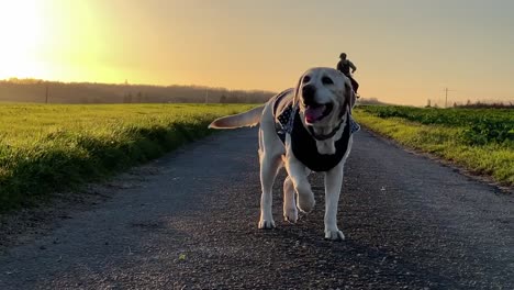 Weißer-Labrador-Hund-Auf-Dem-Land-Mit-Reiter-Im-Hintergrund