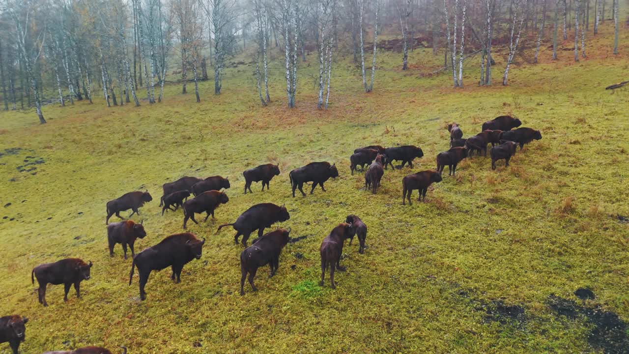 European Bison Herd in Autumn Forest