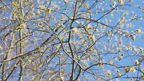 Upward-tilt-of-tree-with-yellow-flowers,-bumblebee-flies-around