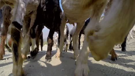 goat herd checking out camera before walking over camera