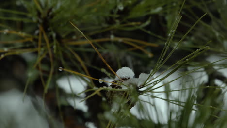 Snow-falling-on-and-around-beach-side,White-Pine-evergreen-trees,-during-a-winter-day-in-Maine