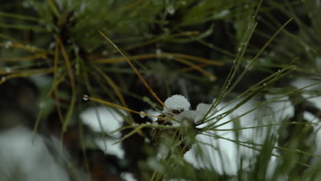 Snow falling on and around beach-side,White Pine evergreen trees, during a winter day in Maine