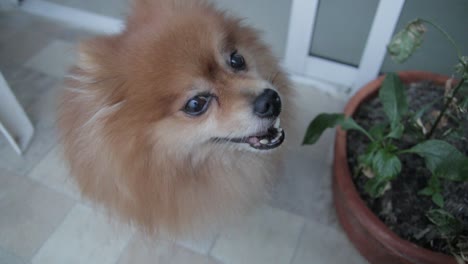 pomerania looking at his owner