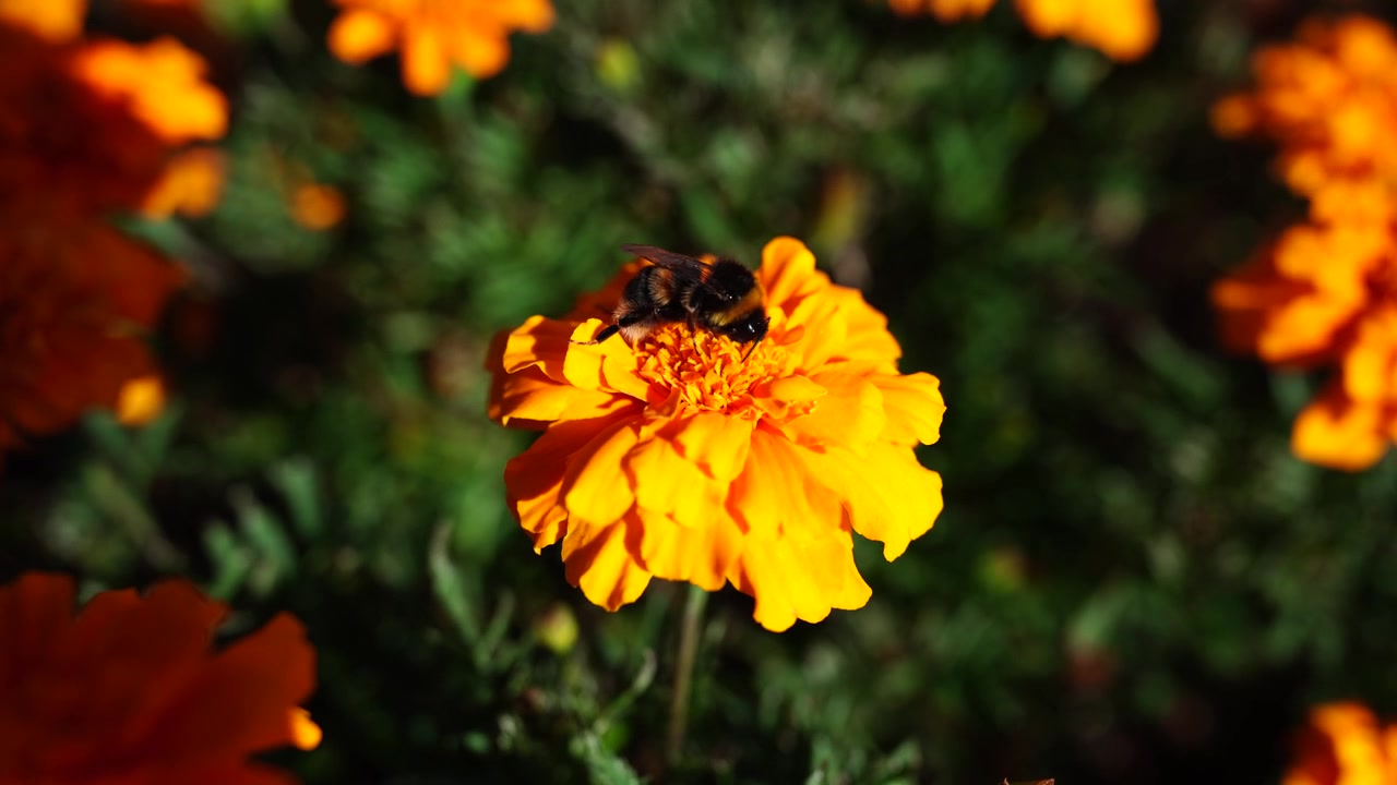 Un vibrante primo piano aereo orizzontale di un'ape che raccoglie nettare da fiori rossi nell'Albert Park di Auckland, Nuova Zelanda, che simboleggia la vitalità primaverile e l'ecologia urbana.