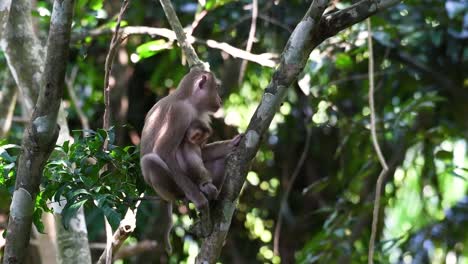 the northern pig-tailed macaque is a primate commonly found in khao yai national park though it’s a vulnerable species