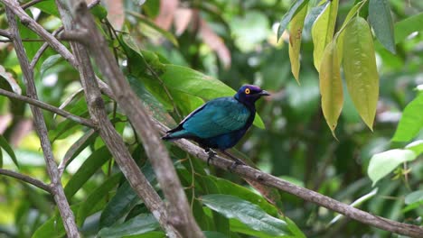 purple glossy starling with eye-catching appearance, striking iridescent plumage perched stationary on tree branch and staring at the camera, close up shot