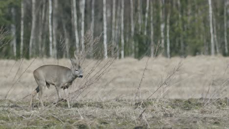 Rehe-Laufen-Und-Gehen-Und-Fressen-Gras-Im-Frühling-Am-Frühen-Morgen-Goldene-Stunde-Leichtes-Frostiges-Wetter