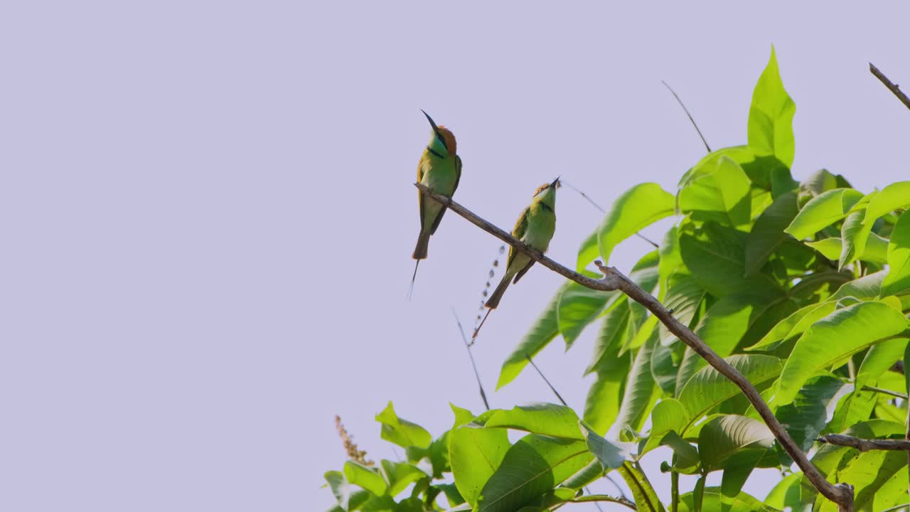 왼쪽에 있는 새는 날아가서 뜨거운 바람이 불어오는 아침에 오른쪽으로 날아가며 작은 초록색 벌 먹이는 메로프스 오리엔탈리스 (merops orientalis) 를 발견한다.