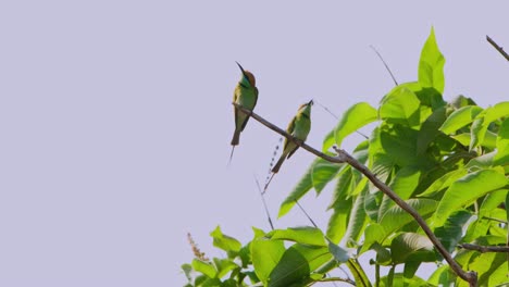 entonces el de la izquierda vuela hacia abajo luego va a la derecha durante una mañana caliente y ventosa, pequeño comedor de abejas verde merops orientalis, tailandia