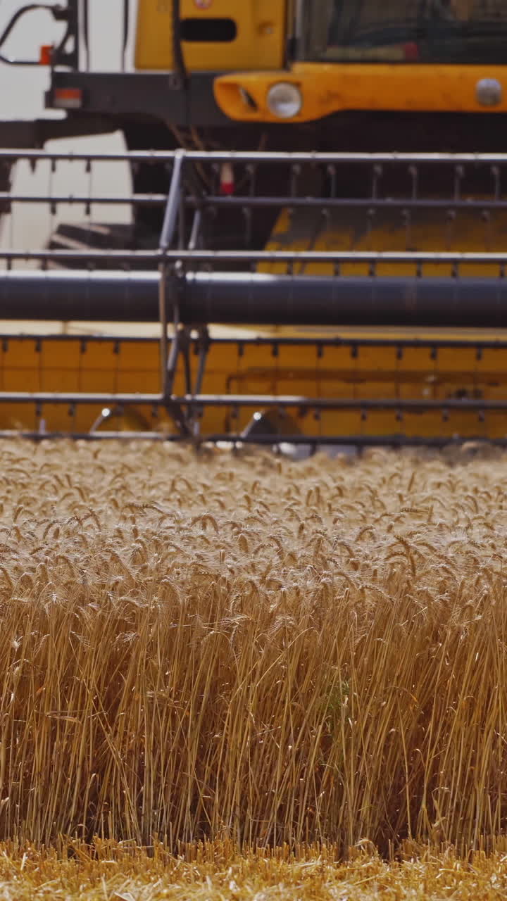 Combine harvester in action on wheat field. Process of gathering ripe crop from the field. Selective focus from the side. Vertical video