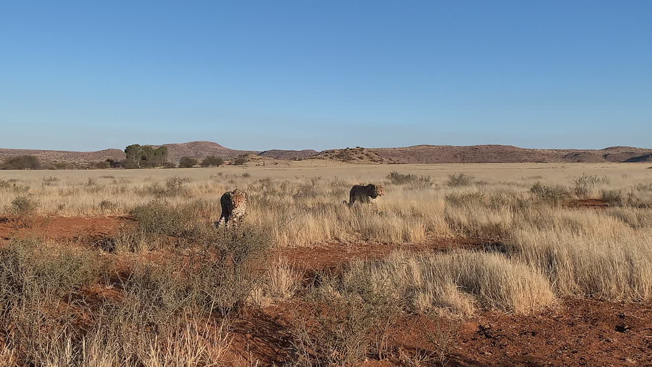 치타 두 마리가 카메라를 향해 아프리카 건조한 사바나 초원을 가로질러 걸어갑니다.