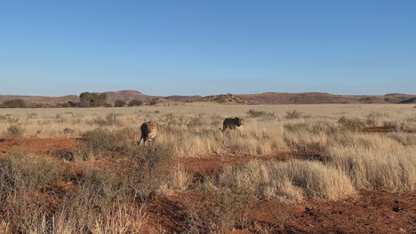 dos guepardos caminan a través de la sabana seca africana hacia la cámara