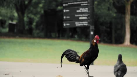 cute rooster balancing on one leg with pigeon walking in the foreground at a unesco heritage site, the botanic gardens, singapore