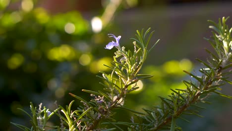 a small beautiful violet flower in a bushy rosemary branch