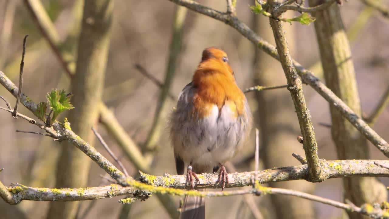 Một con chim cổ đỏ, Erithacus rubecula, đậu trên cây nhỏ vào đầu mùa xuân, đang hót và rỉa lông. Cá thể này được gắn vòng để nghiên cứu. Vương quốc Anh