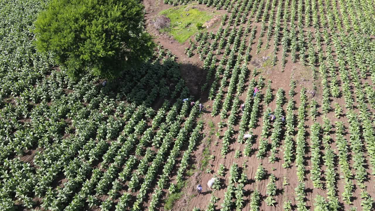 san andrés campo de tabaco negro con trabajadores